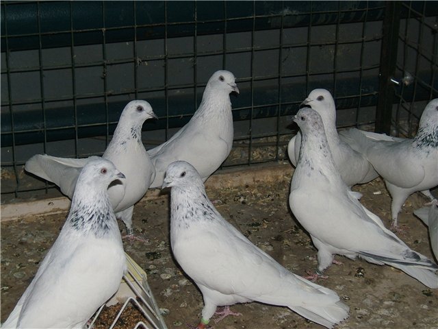 Лучшие высоколетные голуби – Пакистанские