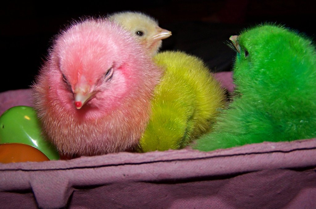 Цветные цыплята – фото и видео, как покрасить цыпленка правильно