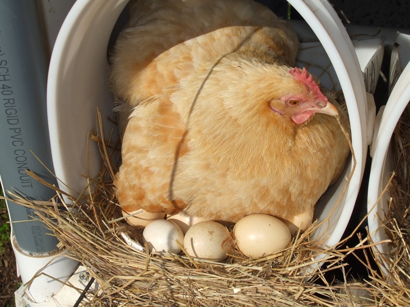 Как ухаживать за наседкой, которая сидит на яйцах