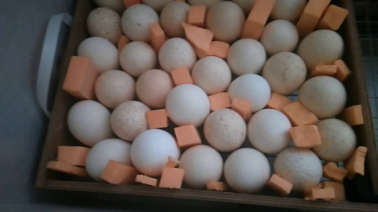 Как закладывать утиные яйца в инкубатор?