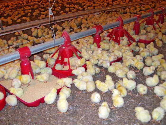 Где купить и как выбирать бройлерных цыплят