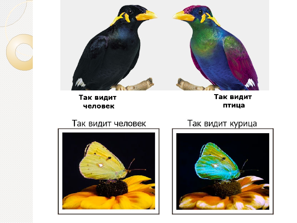 Отличит ли. Цветное зрение у птиц. Цветовое зрение у животных. Птицы различают цвета. Животные различают цвета.