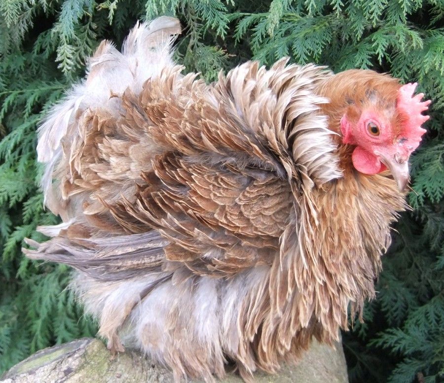 Курчавые - декоративная порода кур. Описание, выращивание и уход, кормление, инкубация