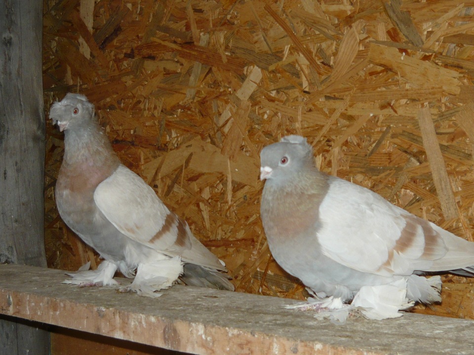 Преимущества разведения бойных голубей породы Касаны