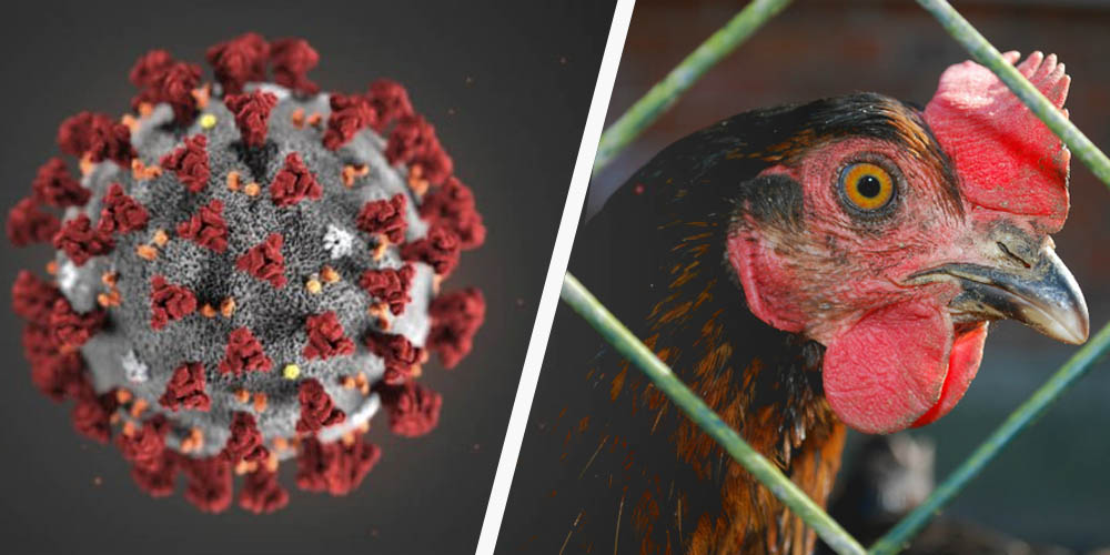 Птичий грипп h5n1 что это такое и чем опасен для домашних кур