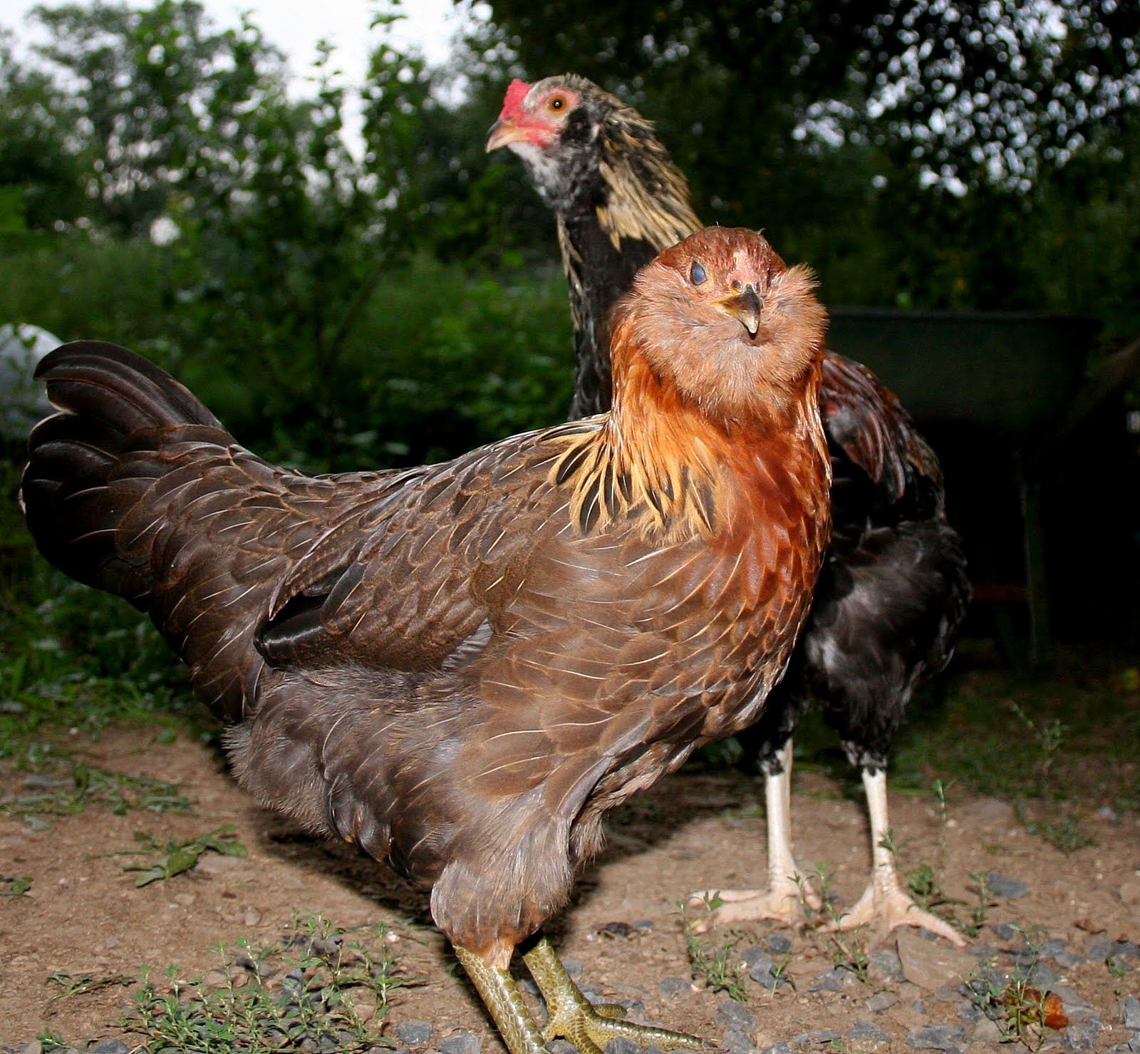 Амераукана порода кур – описание, фото и видео