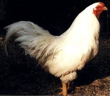 Шантеклер порода кур – описание с фото и видео