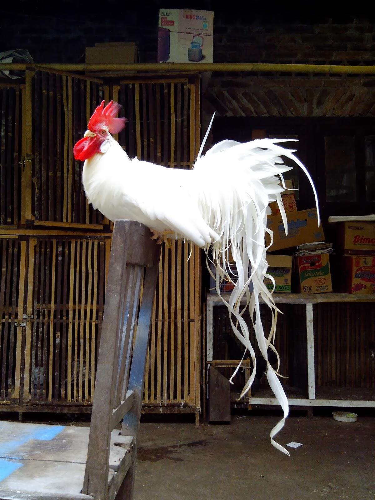 Йокогама - декоративная порода кур. Описание, характеристика, содержание и уход, кормление