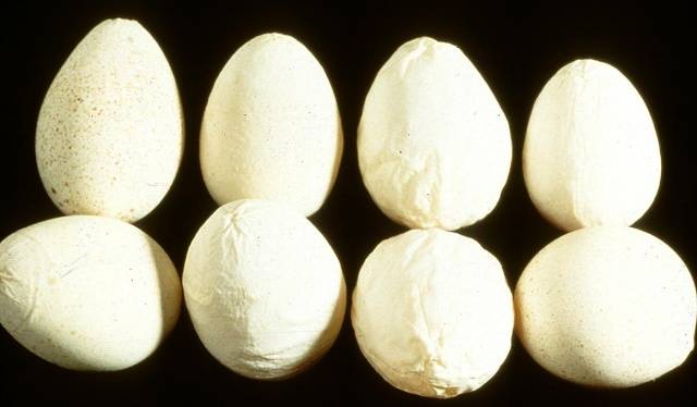 Синдром снижения яйценоскости кур 76 – EDS-76
