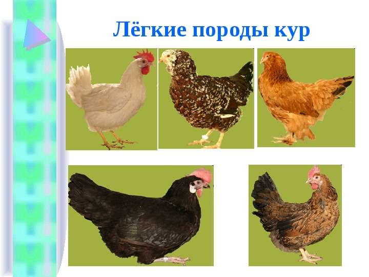 Полтавская - мясо-яичная порода кур: характеристики, правила кормления и содержания, разведение, инкубация
