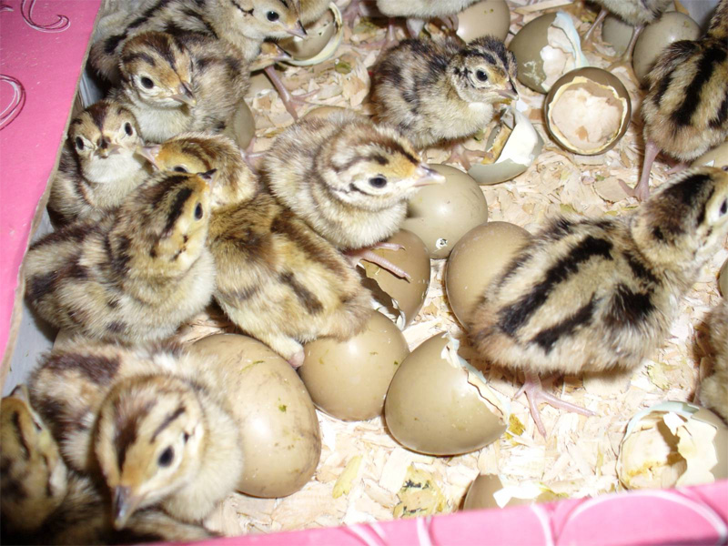 Инкубация фазанов в домашних условиях