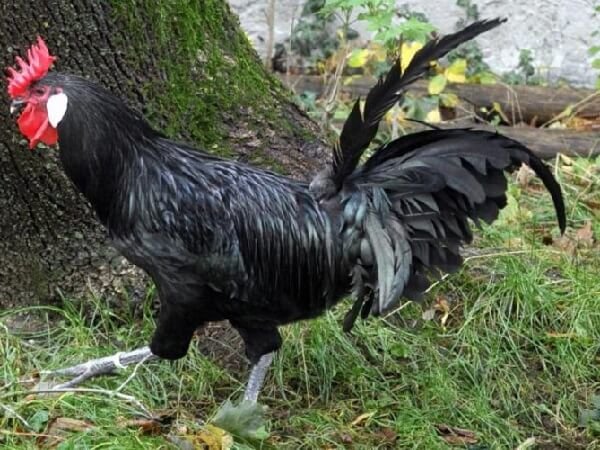 Аугсбургер порода кур – описание с фото и видео