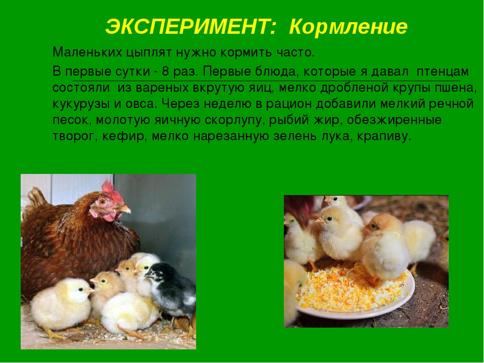 Чем кормить маленьких цыплят – от суточных до 8 недель
