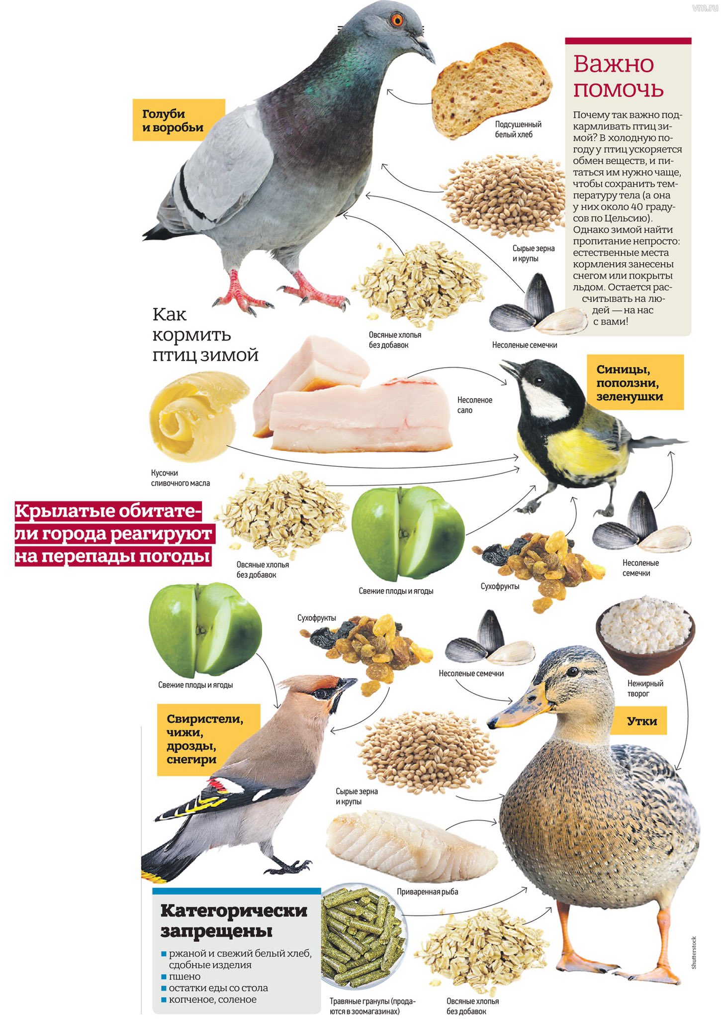 Чем лучше кормить голубей?