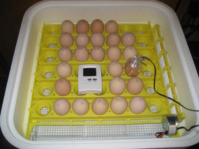 Инструкции по выведению цыплят в инкубаторе