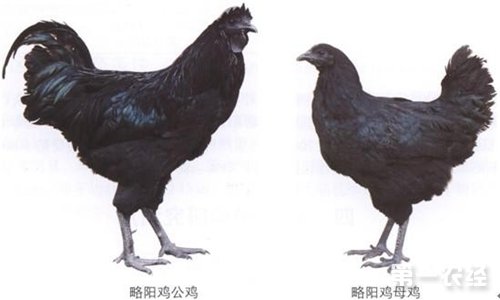 Льюянг - мясо-яичная порода кур. Описание, характеристика, содержание, разведение, инкубация