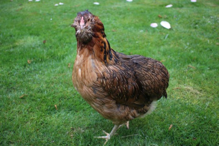 Грюнлегер порода кур – описание, фото и видео