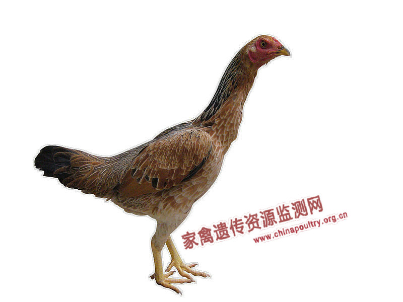 Шококу - бойцовая порода кур. Описание, содержание, разведение, кормление и инкубация