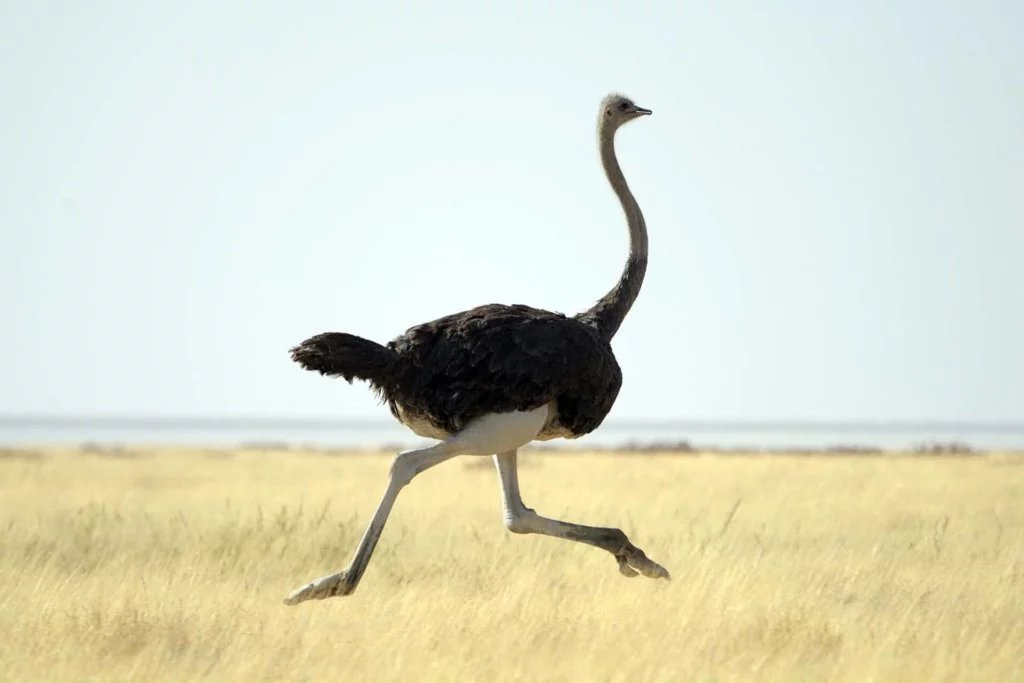 Американский страус Нанду: описание вида