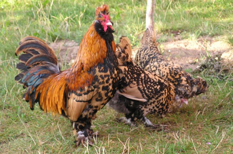 Саксонская порода кур – описание рыжих с фото и видео