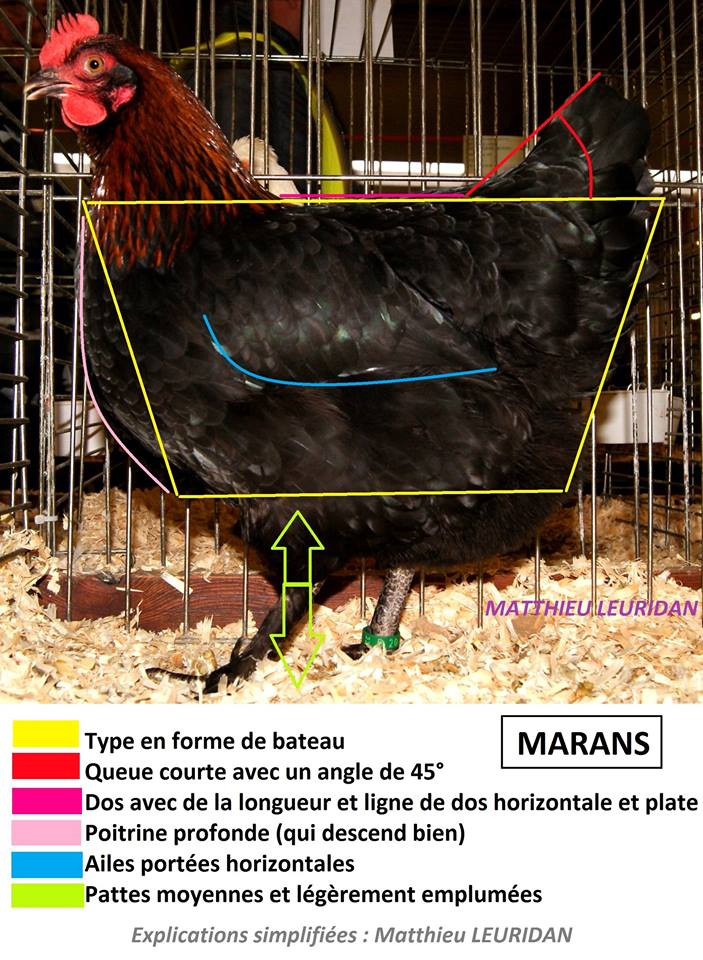 Маран порода кур – описание, фото и видео