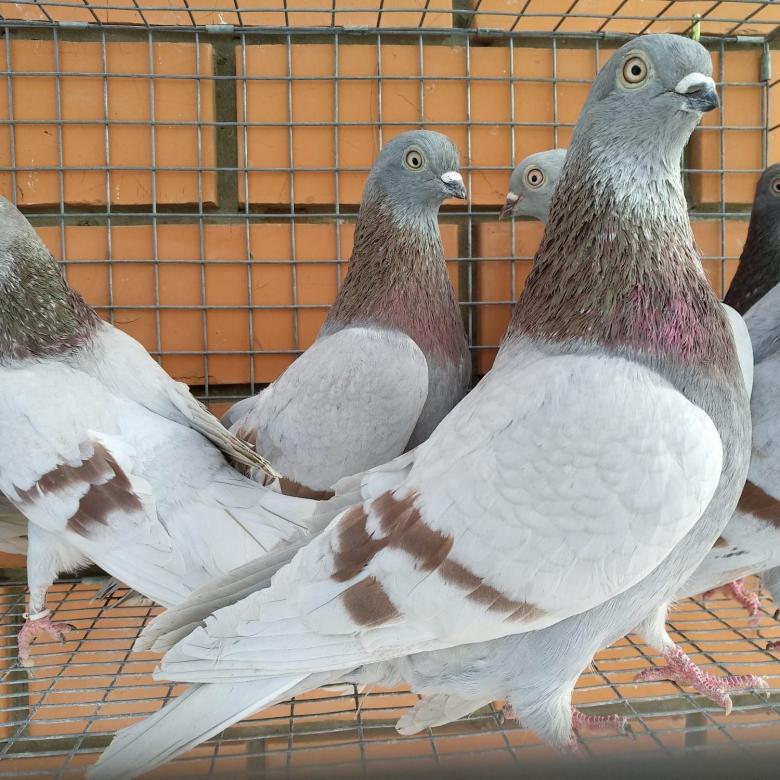 Обзор пород высоколетных голубей