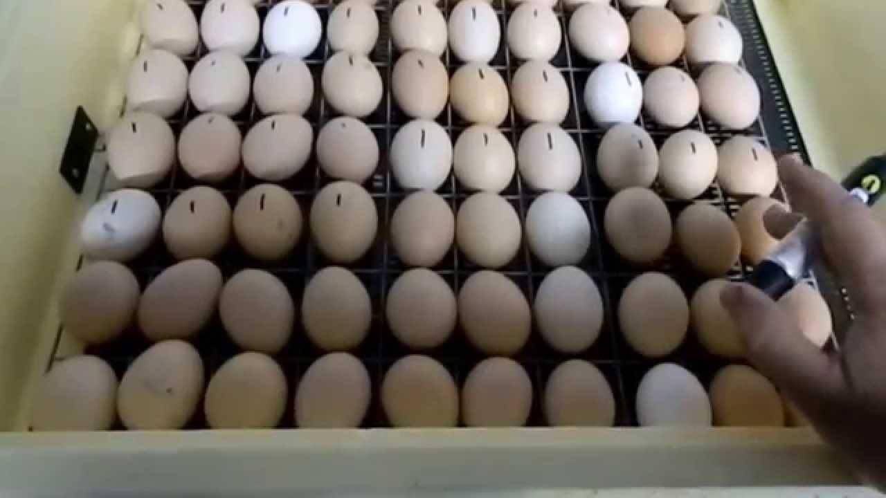 Какие яйца закладывать в инкубатор для хорошего выхода птицы и как это правильно сделать?