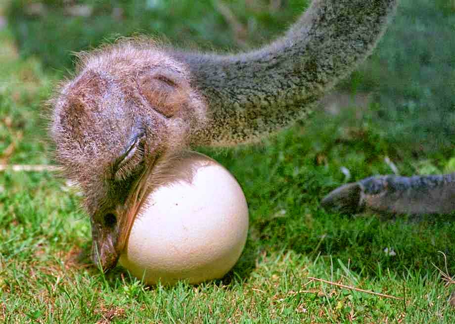 Все про яйца страуса: когда и сколько несет