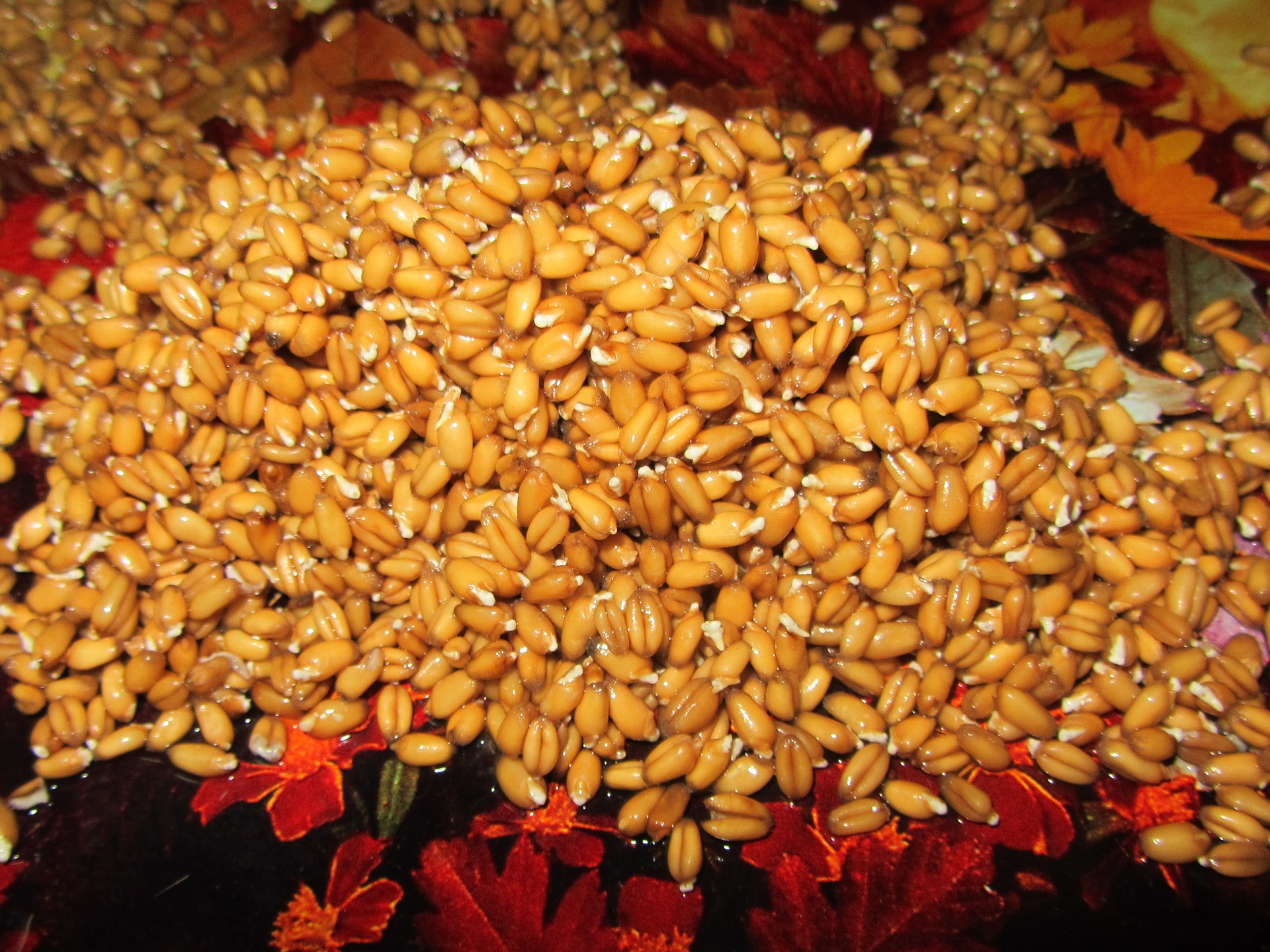 Пророщенная пшеница для кур несушек – польза и как правильно кормить