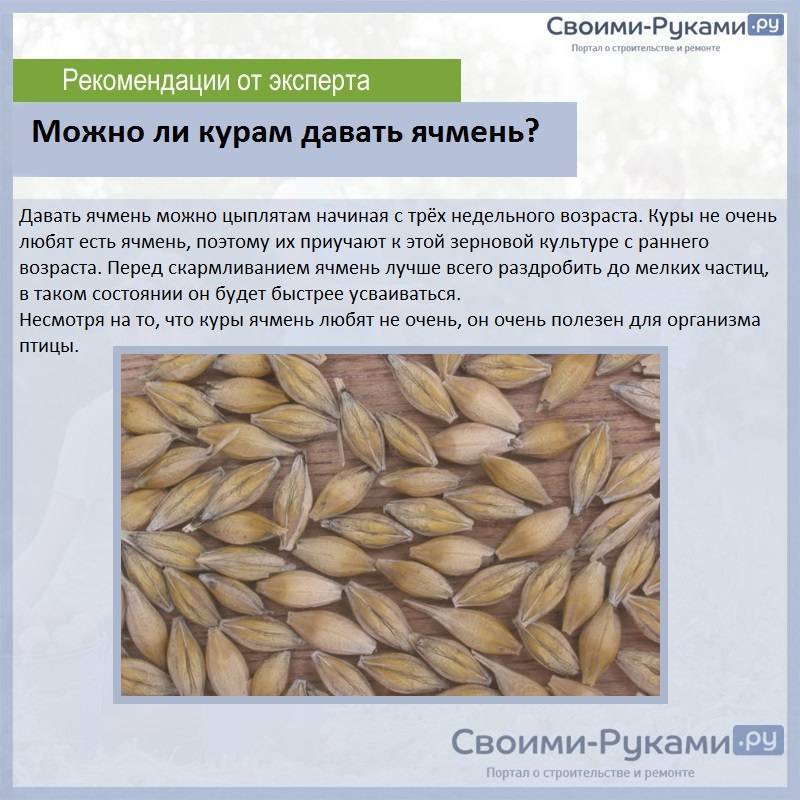 Практические аспекты использования в рационе кур пророщенной пшеницы