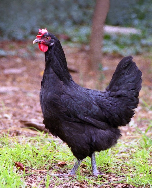 Пенедесенка порода кур – описание с фото и видео