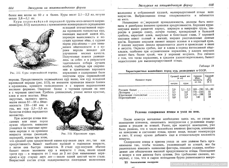 Как определить несется курица или нет? Несколько действенных способов определить несушку