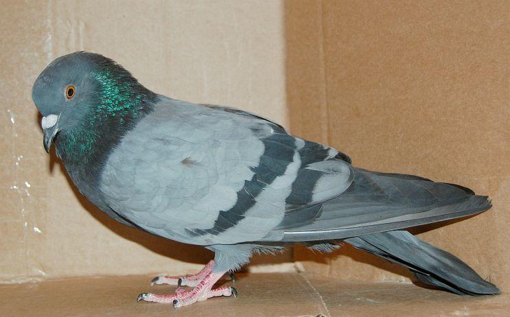 Columba livia или Сизый голубь