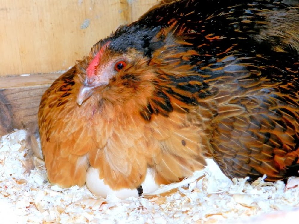 Курица наседка – лучшая порода квочки и высиживание