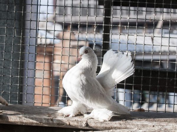 Бойные голуби: летные характеристики, особенности внешнего вида и содержания