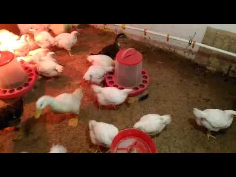 Что делать, если бройлеры падают на ноги: как вылечить цыплят