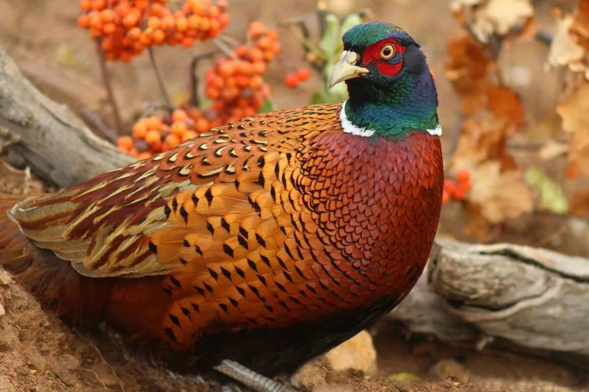 Непальские фазаны – декоративные качества, особенности содержания в домашних условиях
