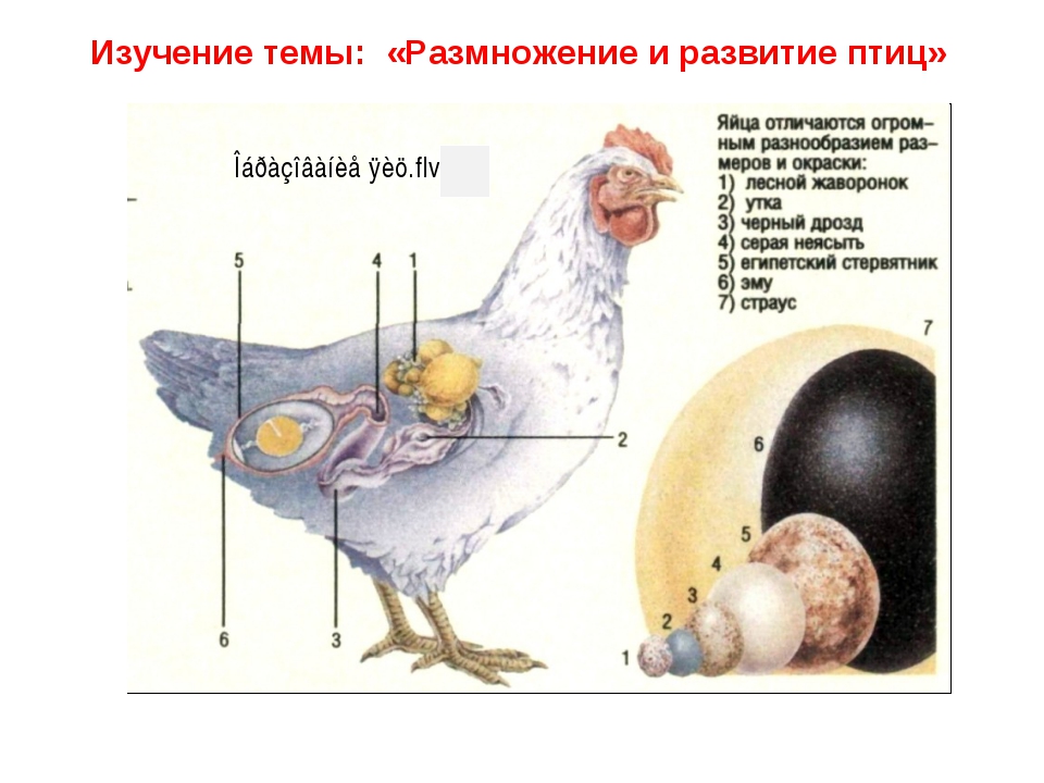 Как у курицы формируется яйцо и сколько времени оно зреет? Строение и этапы образования желтка, белка и скорлупы