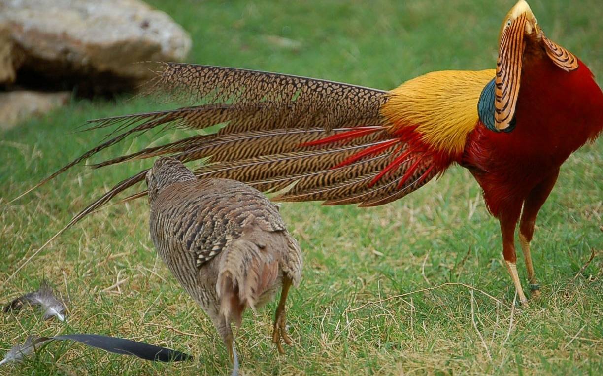 Королевские фазаны – фото, описание продуктивных качеств, особенности содержания