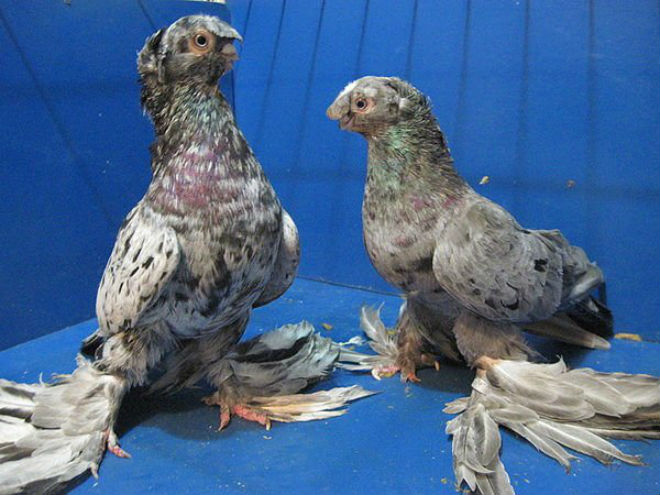 Узбекская бойная порода голубей – характеристики, условия содержания