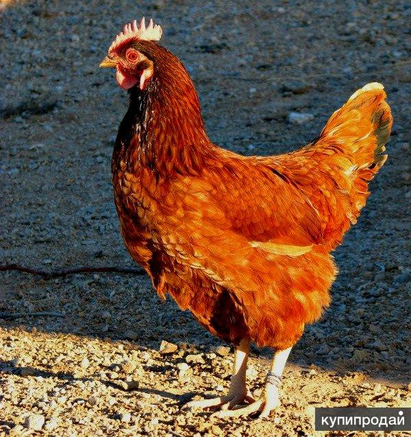 Кубанская порода кур красная – описание и фото