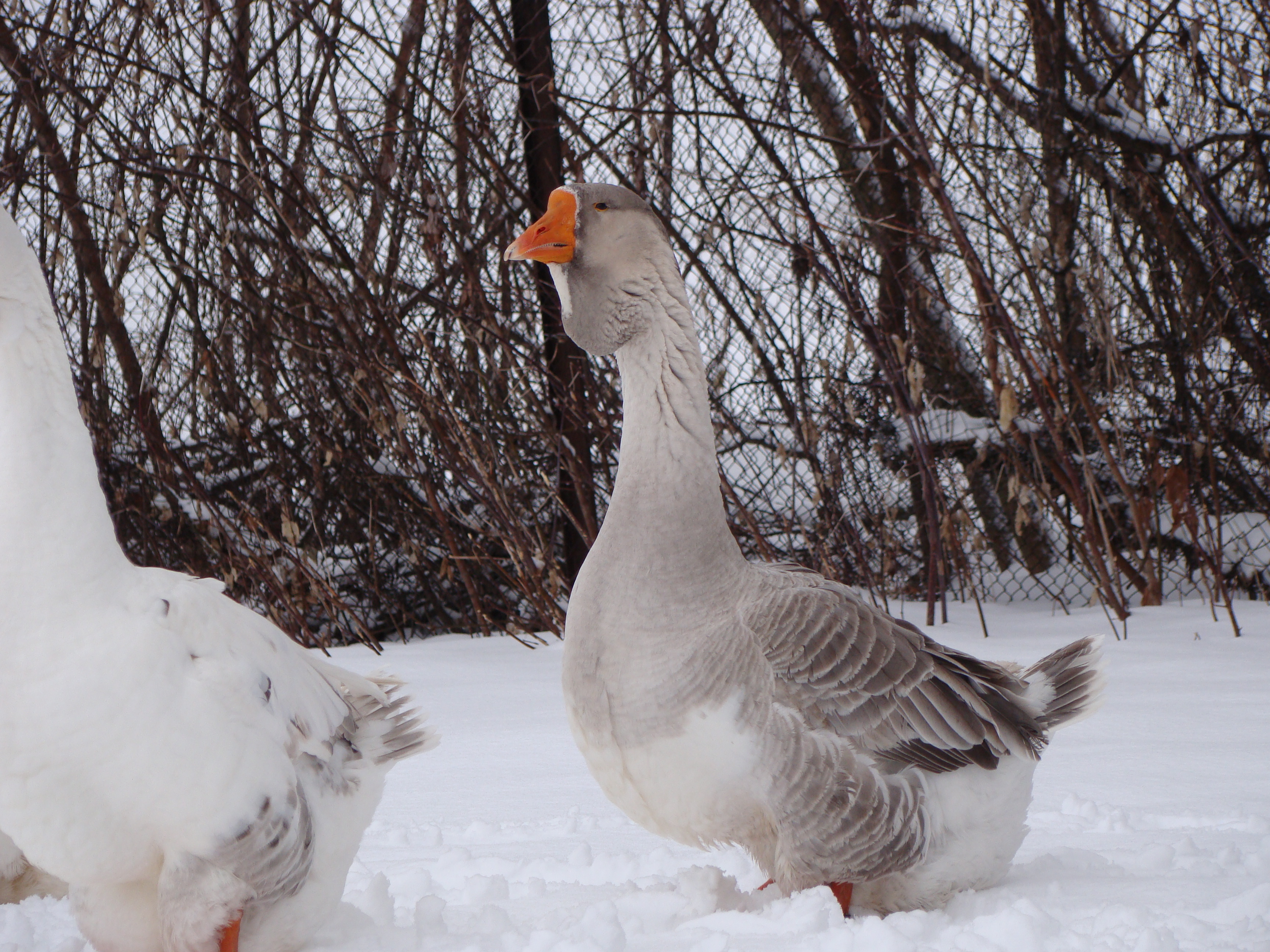 Уральские белые гуси – особенности продуктивности, описание внешнего вида