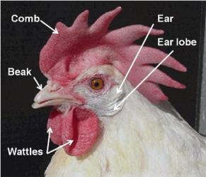 Есть ли у курицы уши и где именно?