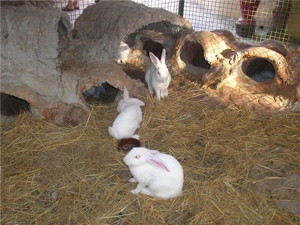 Кролики и куры – совместное содержание возможно?