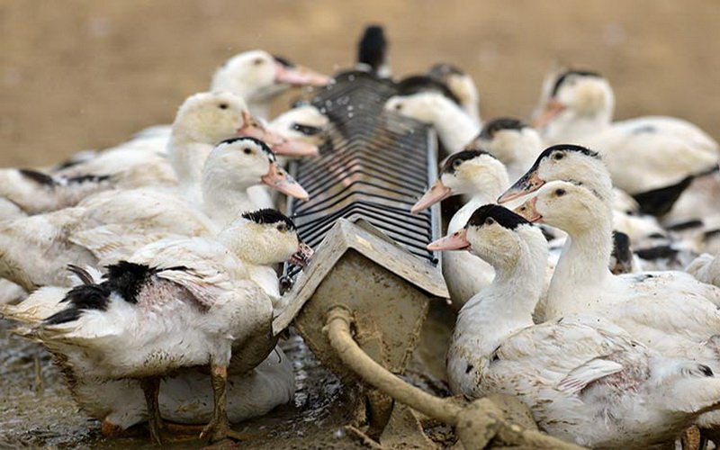 Как правильно кормить гусей