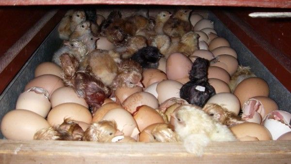 Сколько яиц несут перепела