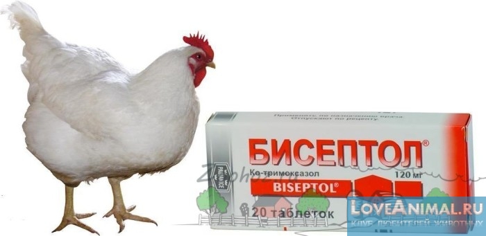 Бисептол для кур, несушек и цыплят: дозировка, как правильно давать препарат