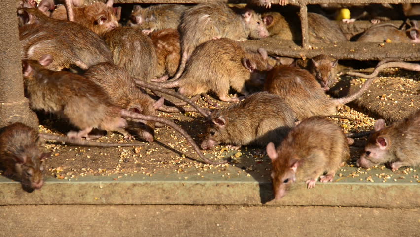 Крысы в курятнике мифы и правда