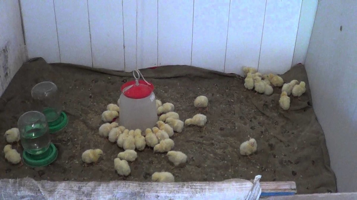 Уход за цыплятами с первых дней жизни и кормление