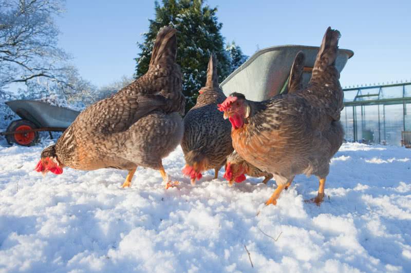 Выгодно ли держать зимой кур-несушек или мясных для продажи или для себя?